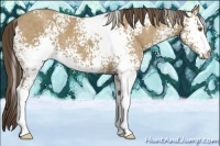 Horse Color:White Spotted Classic Cream Champagne 
