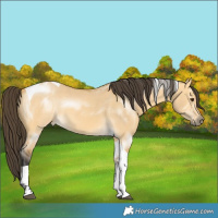 Horse Color:Buckskin Dun Tobiano 