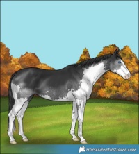 Horse Color:Black Splash