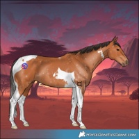 Horse Color:Bay Tobiano