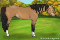 Horse Color:Gray Bay Dun Tobiano 