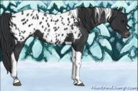 Horse Color:Black Tobiano Appaloosa 