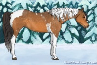Horse Color:Buckskin Tobiano 