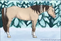 Horse Color:Amber Champagne Dun Sabino Tobiano 