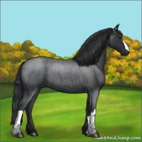Horse Color:Blue Roan 