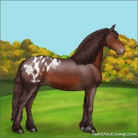 Horse Color:Chocolate Brown Appaloosa 