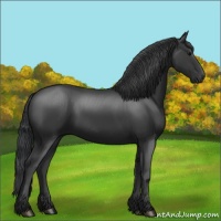 Horse Color:Black 