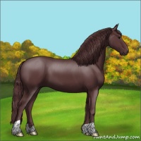 Horse Color:Chocolate Black