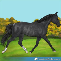 Horse Color:Black Rabicano 