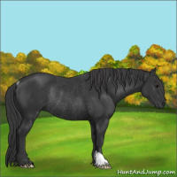 Horse Color:Black Rabicano 