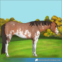 Horse Color:Bay Roan Sabino Rabicano 