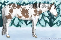 Horse Color:White Spotted Brown Dun Splash 