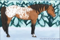 Horse Color:Bay Appaloosa