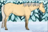 Horse Color:Silver Buckskin Dun
