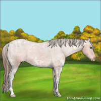Horse Color:Bay Ice Appaloosa 