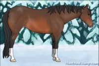 Horse Color:Bay Appaloosa