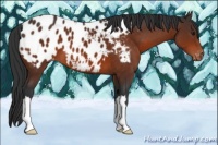 Horse Color:Bay Appaloosa 