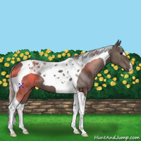 Horse Color:Silver Black Tobiano