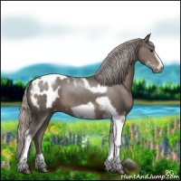 Horse Color:Silver Black Tobiano Frame Appaloosa 