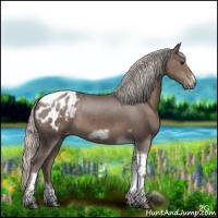 Horse Color:Silver Black Tobiano Frame Appaloosa 