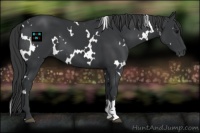 Horse Color:White Spotted Black