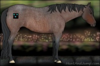 Horse Color:Brown Roan