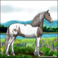Horse Color:Silver Black Tobiano Appaloosa 