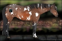 Horse Color:White Spotted Bay 