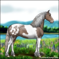 Horse Color:Silver Black Tobiano Frame Appaloosa 