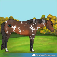 Horse Color:White Spotted Brown 