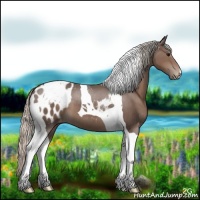 Horse Color:Silver Black Tobiano Appaloosa 