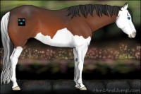 Horse Color:Bay Splash 