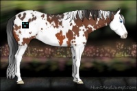 Horse Color:White Spotted Bay Splash Appaloosa 