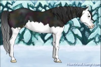 Horse Color:Midnight Grullo Splash 