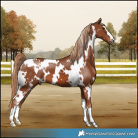 Horse Color:White Spotted Chestnut 