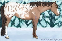 Horse Color:Sable Champagne Appaloosa 