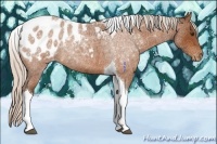 Horse Color:Silver Buckskin Roan Tobiano Appaloosa 