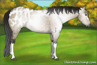 Horse Color:Gray Brown Roan Dun Appaloosa 