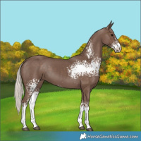 Horse Color:White Spotted Silver Black