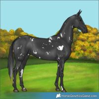 Horse Color:White Spotted Black 