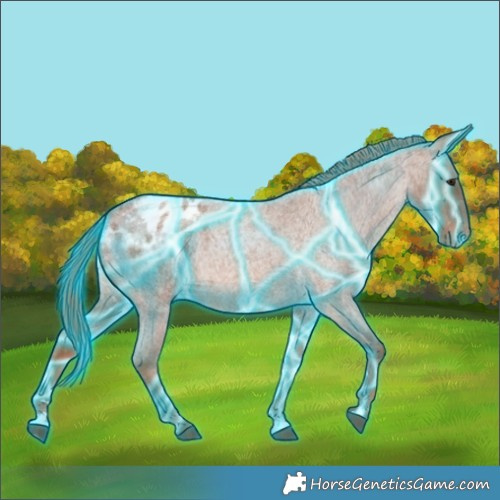 Horse Color:Thunderstruck Red Roan Appaloosa 