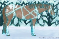 Horse Color:Thunderstruck Red Roan Appaloosa 