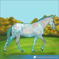 Horse Color:Thunderstruck Red Roan Appaloosa