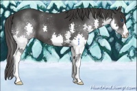 Horse Color:Black Splash Appaloosa 