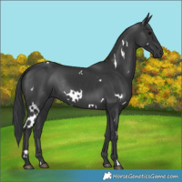 Horse Color:White Spotted Black Rabicano 
