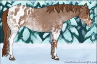 Horse Color:White Spotted Red Roan Appaloosa 