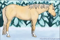 Horse Color:Palomino Dun 