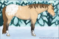 Horse Color:Buckskin Roan Dun Appaloosa 
