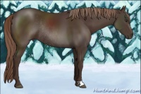 Horse Color:Liver Chestnut Rabicano 