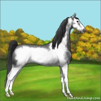 Horse Color:Blue Roan Sabino Splash Frame